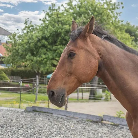 Appartement Beim Nik Mit Wanderreitstation Höslwang